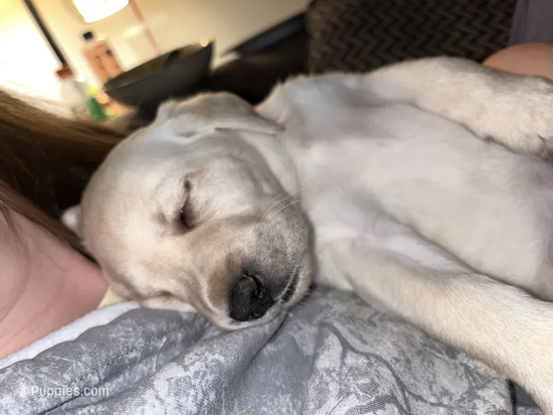 Rae AKC – Labrador Retriever puppy for sale in Saint Paul, MN