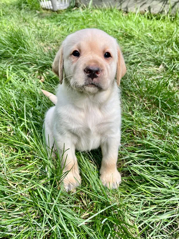 Bowie AKC – Labrador Retriever puppy for sale in Saint Paul, MN