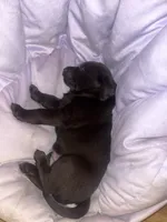 Demi AKC, a female Labrador Retriever for sale in Saint Paul, MN – 9 of 9