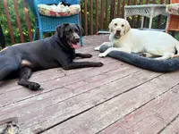 Riley AKC , a female Labrador Retriever for sale in Saint Paul, MN – 4 of 5