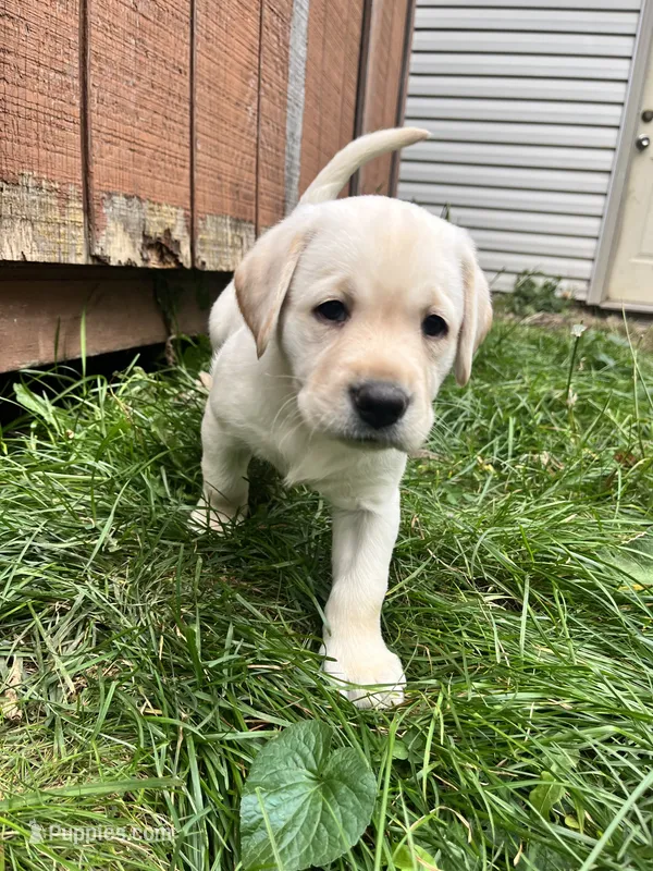 Dolly AKC – Labrador Retriever puppy for sale in Saint Paul, MN