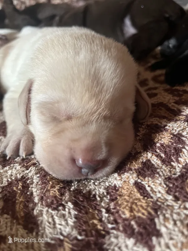 Bowie – Labrador Retriever puppy for sale in Saint Paul, MN