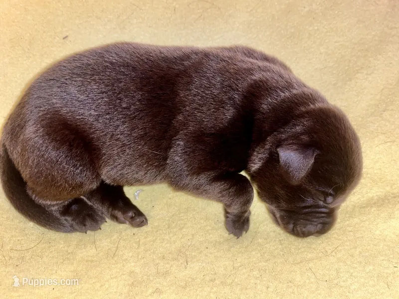 Bruno – Labrador Retriever puppy for sale in Saint Paul, MN
