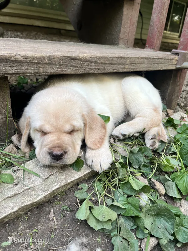 Bowie AKC – Labrador Retriever puppy for sale in Saint Paul, MN