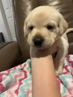 Dolly AKC, a female Labrador Retriever for sale in Saint Paul, MN – 4 of 7