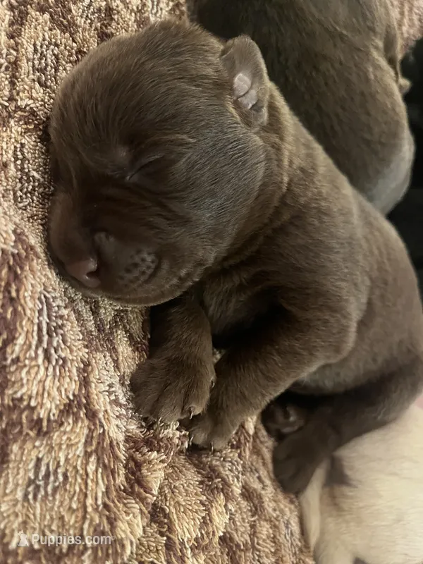 Demi – Labrador Retriever puppy for sale in Saint Paul, MN