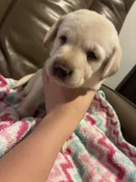 Tina AKC, a female Labrador Retriever for sale in Saint Paul, MN – 3 of 9