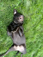 Riley AKC , a female Labrador Retriever for sale in Saint Paul, MN – 8 of 10