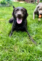 Riley AKC , a female Labrador Retriever for sale in Saint Paul, MN – 9 of 10
