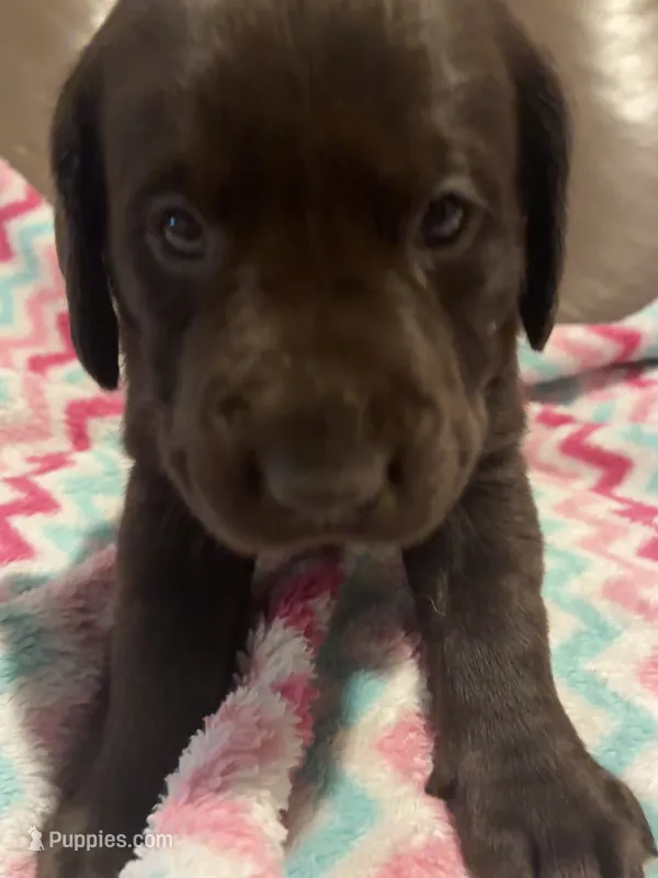 Demi – Labrador Retriever puppy for sale in Saint Paul, MN