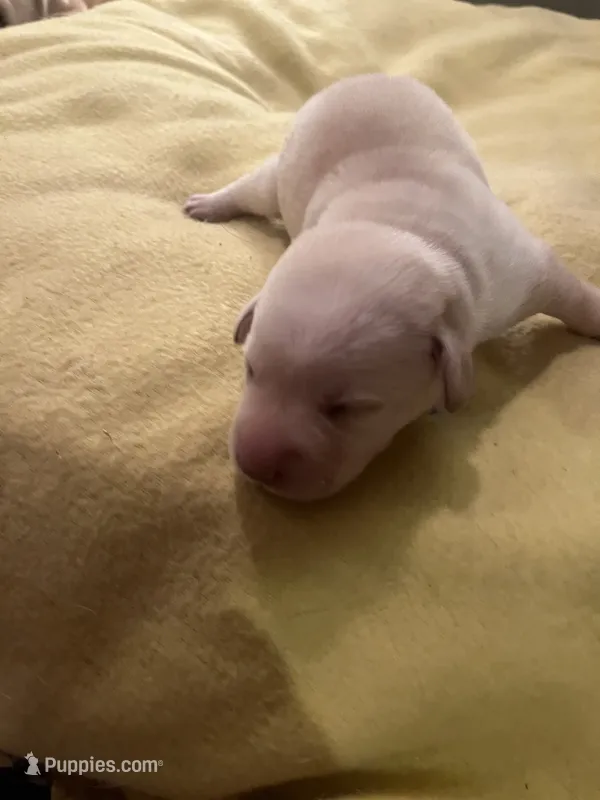 Tina – Labrador Retriever puppy for sale in Saint Paul, MN