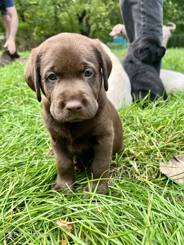 Bruno AKC – Labrador Retriever puppy for sale in Saint Paul, MN