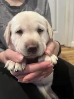 Tina AKC, a female Labrador Retriever for sale in Saint Paul, MN – 7 of 9