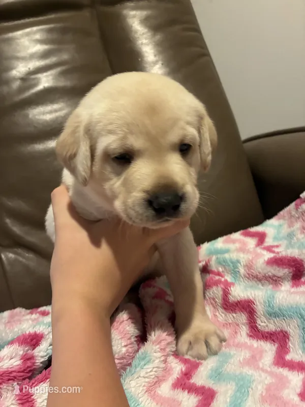 Dolly – Labrador Retriever puppy for sale in Saint Paul, MN