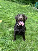 Riley AKC , a female Labrador Retriever for sale in Saint Paul, MN – 6 of 10