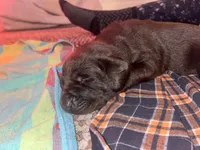 Demi AKC, a female Labrador Retriever for sale in Saint Paul, MN – 3 of 9