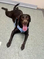 Riley AKC , a female Labrador Retriever for sale in Saint Paul, MN – 5 of 5