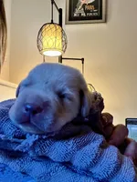 Buddy, a male Labrador Retriever for sale in Saint Paul, MN – 2 of 3