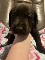 Demi AKC, a female Labrador Retriever for sale in Saint Paul, MN – 7 of 9