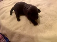 Demi, a female Labrador Retriever for sale in Saint Paul, MN – 2 of 3