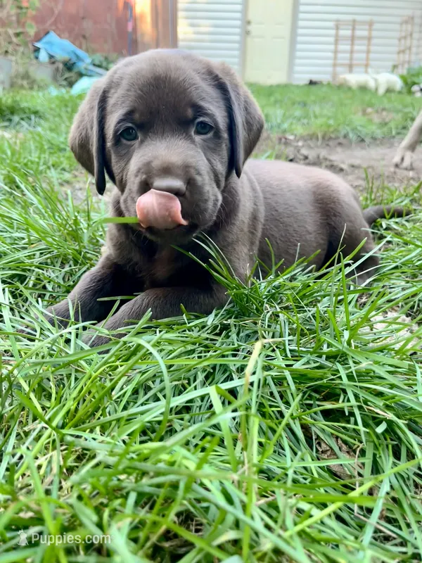 Bruno AKC – Labrador Retriever puppy for sale in Saint Paul, MN