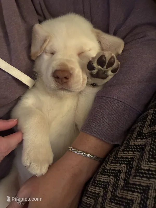 Buddy AKC – Labrador Retriever puppy for sale in Saint Paul, MN