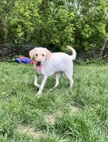 Sunny, a female Labrador Retriever for sale in Saint Paul, MN – 2 of 2