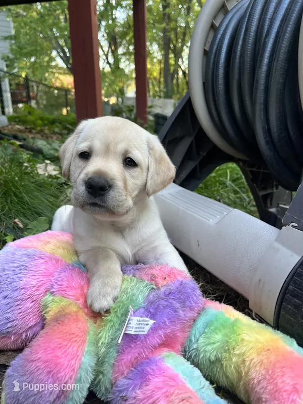 Rae AKC – Labrador Retriever puppy for sale in Saint Paul, MN