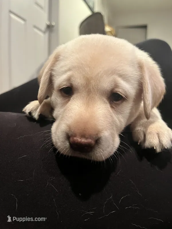 Tina – Labrador Retriever puppy for sale in Saint Paul, MN