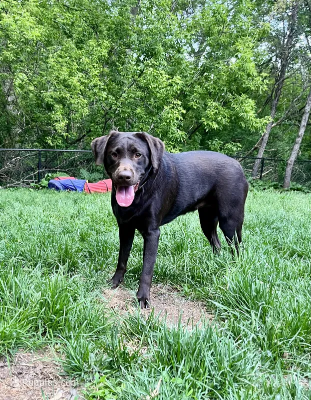 Riley – Labrador Retriever puppy for sale in Saint Paul, MN