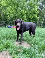 Riley, a female Labrador Retriever for sale in Saint Paul, MN – 3 of 3