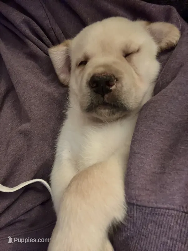 Bowie AKC – Labrador Retriever puppy for sale in Saint Paul, MN