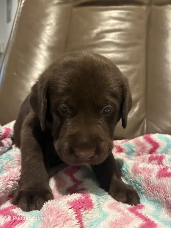 Bruno – Labrador Retriever puppy for sale in Saint Paul, MN