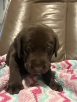 Bruno AKC, a male Labrador Retriever for sale in Saint Paul, MN – 2 of 9