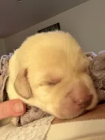 Bowie, a male Labrador Retriever for sale in Saint Paul, MN – 1 of 3
