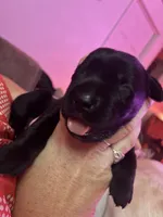 MJ, a female Labrador Retriever for sale in Saint Paul, MN – 4 of 6