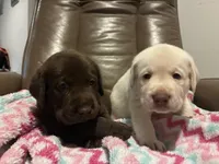 Buddy AKC, a male Labrador Retriever for sale in Saint Paul, MN – 8 of 10
