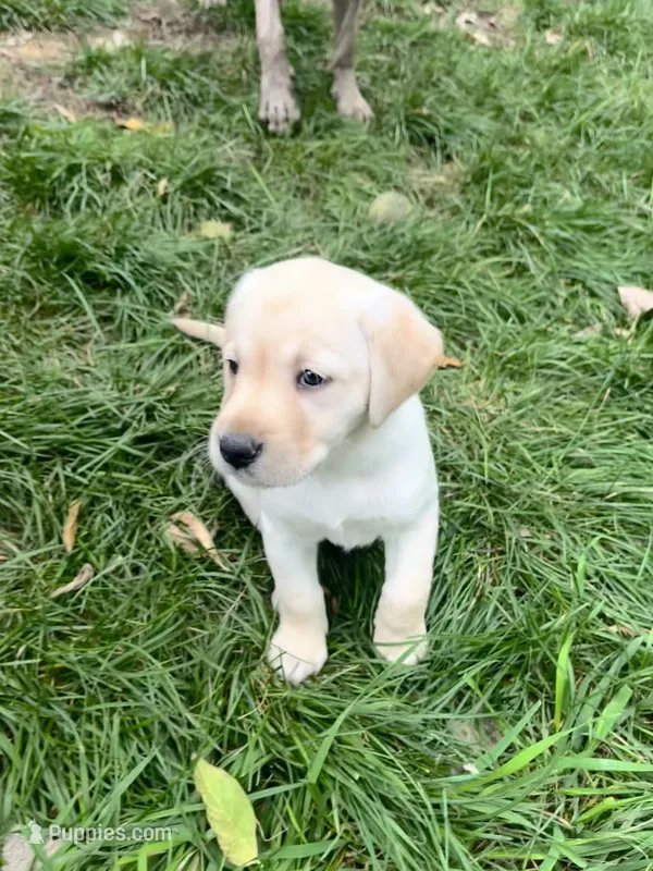 Rae AKC – Labrador Retriever puppy for sale in Saint Paul, MN