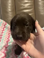 Demi AKC, a female Labrador Retriever for sale in Saint Paul, MN – 8 of 9