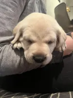 Rae AKC, a female Labrador Retriever for sale in Saint Paul, MN – 8 of 8