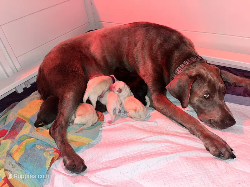 Jessamy’s pups – Labrador Retriever puppy for sale in Saint Paul, MN