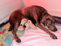 Jessamy’s pups, a female Labrador Retriever for sale in Saint Paul, MN – 1 of 2