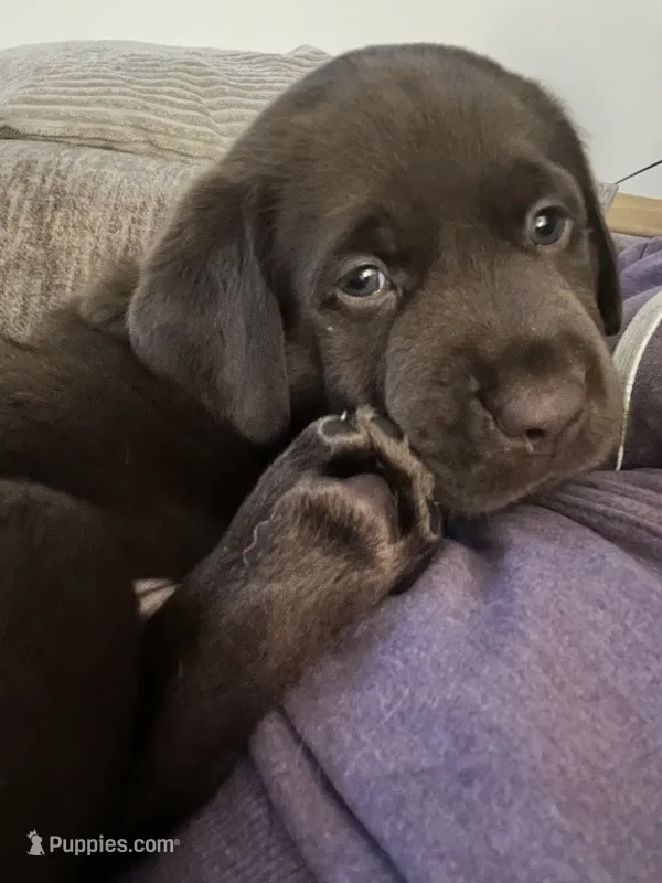 Bruno AKC – Labrador Retriever puppy for sale in Saint Paul, MN