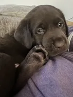 Bruno AKC, a male Labrador Retriever for sale in Saint Paul, MN – 1 of 9