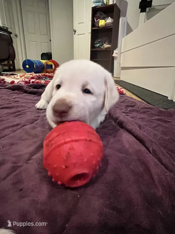 Buddy – Labrador Retriever puppy for sale in Saint Paul, MN