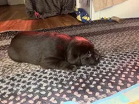 Bruno AKC, a male Labrador Retriever for sale in Saint Paul, MN – 7 of 9