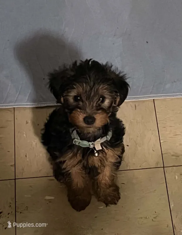 smallest – Yorkshire Terrier puppy for sale in Austin, PA