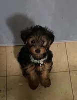 smallest, a male Yorkshire Terrier for sale in Austin, PA – 1 of 4