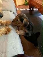 smallest, a male Yorkshire Terrier for sale in Austin, PA – 3 of 4
