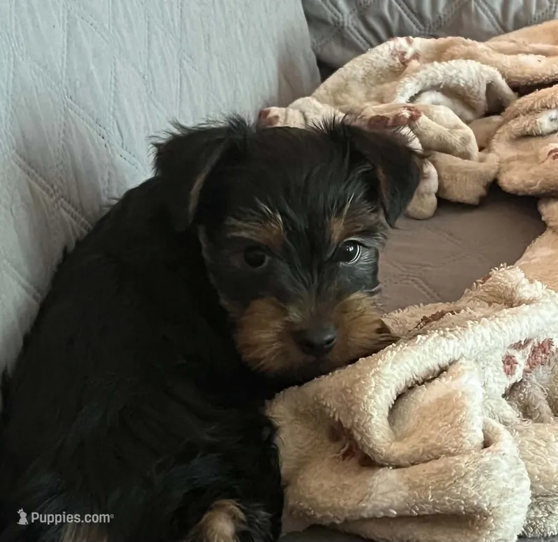 Blackie – Yorkshire Terrier puppy for sale in Austin, PA